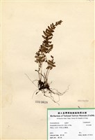 藏品(細毛碗蕨)的圖片